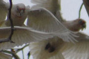 Long-billed Corella (Cacatua tenuirostris)